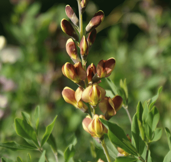 Färberhülse, Indigo-Lupine Caramel (Baptisia Hybride Caramel)