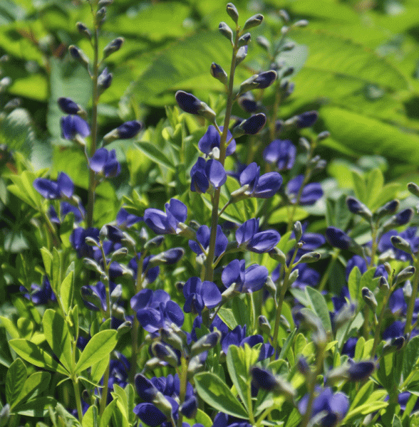 Färberhüle, Indigo-Lupine Caspian Blue (Baptisia australis Capsian Blue)