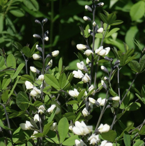 Weiße Färberhülse, Weiße Indigo-Lupine (Baptisia leucantha, Baptisia alba var. macrophylla)