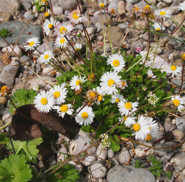 Gänseblümchen (Bellis perennis)