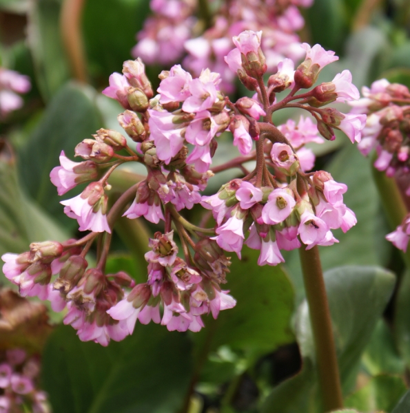 Bergenie Oeschberg (Bergenia Hybride Oeschberg)