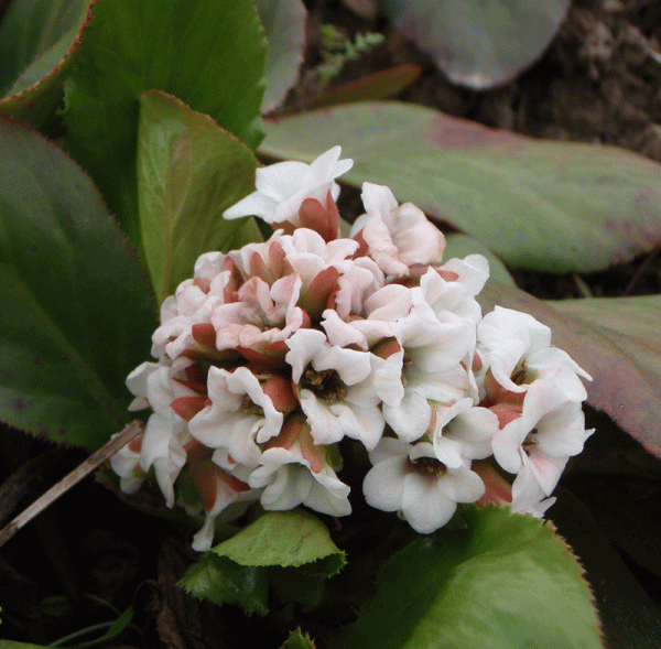 Bergenie Silberlicht (Bergenia cordifolia Silberlicht)