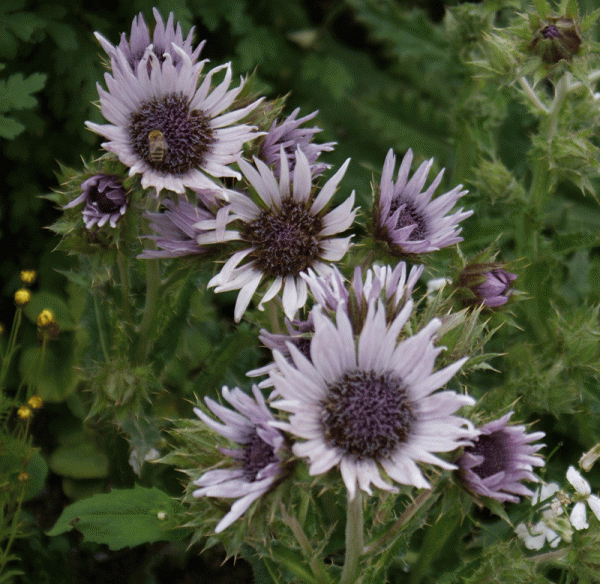 Südafrikanische Prachtdistel (Berkheya purpurea)