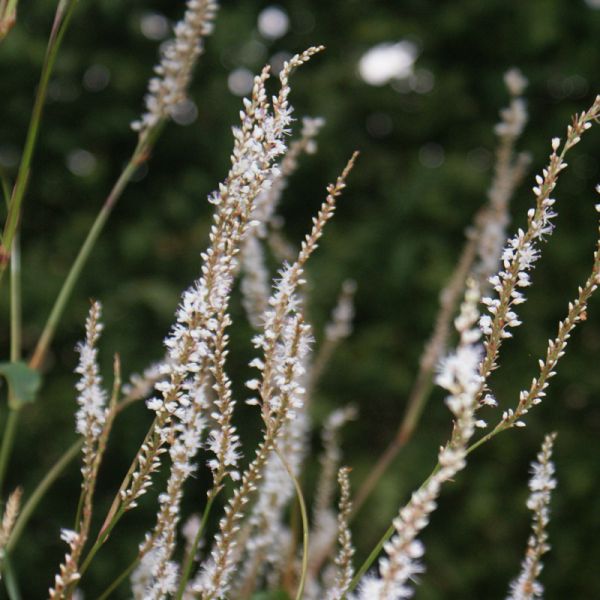 Kerzen-Knöterich Album (Bistorta amplexicaulis syn. Persicaria amplexicaule Alba)