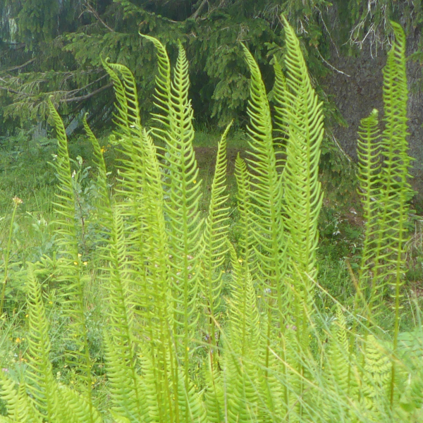Rippenfarn (Blechnum spicant)