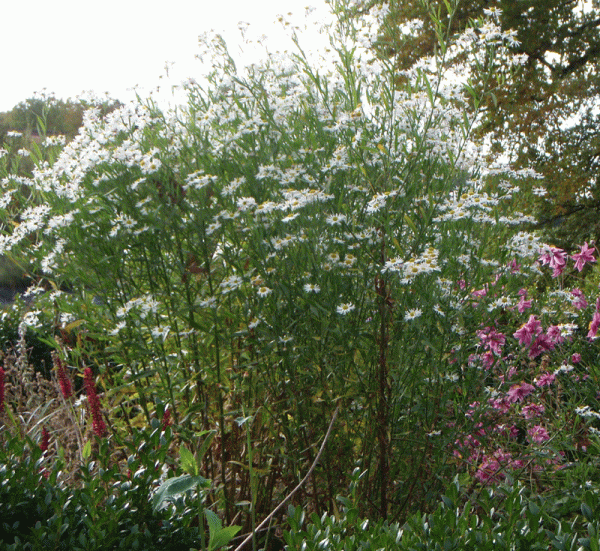 Sternwolken-Aster Snowbank (Boltonia asteroides Snowbank)