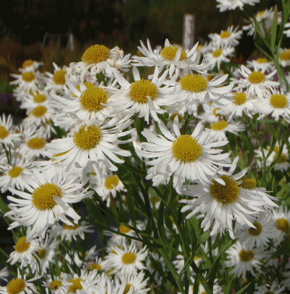 Sternwolken-Aster Snowbank (Boltonia asteroides Snowbank)
