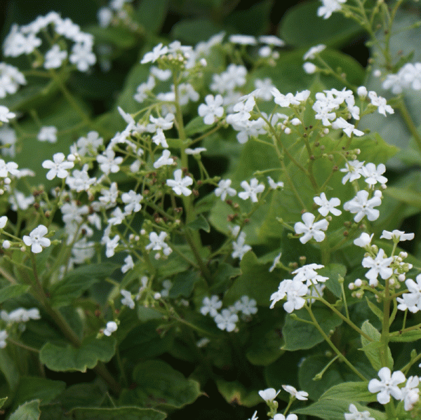 Kaukasus-Vergißmeinnicht Betty Bowring (Brunnera macrophylla Betty Bowring)