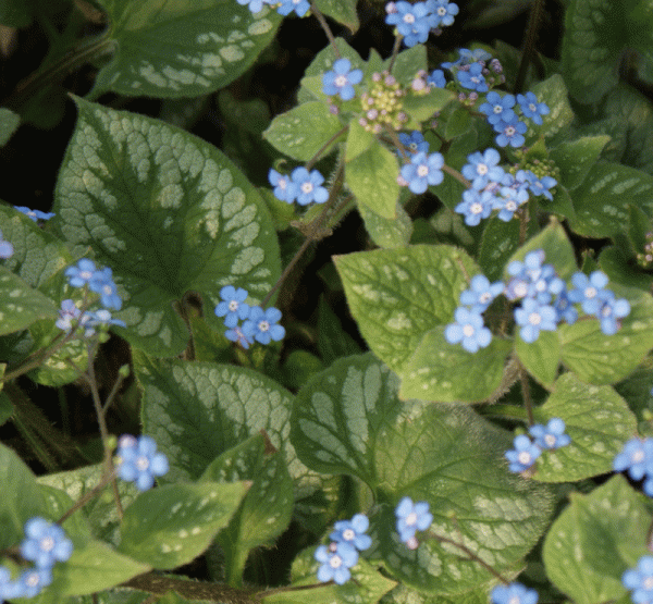 Kaukasus-Vergißmeinnicht Emerald Mist (Brunnera macrophylla Emerald Mist)