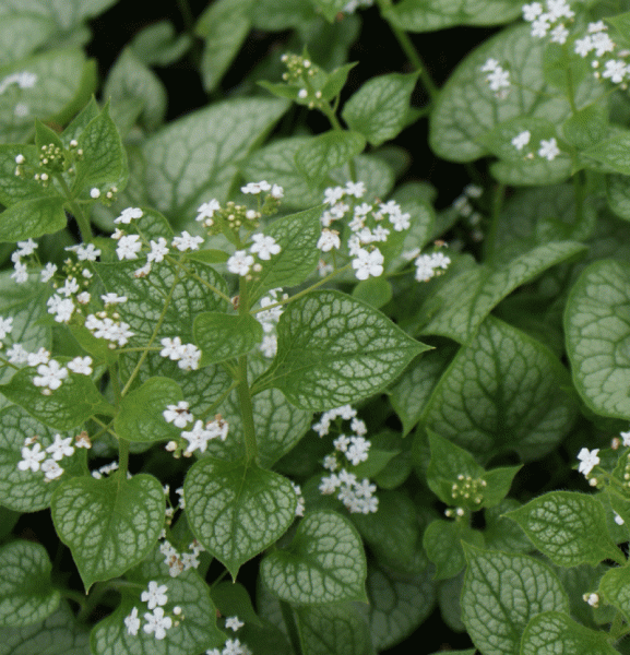 Kaukasus-Vergißmeinnicht Mr. Morse (Brunnera macrophylla Mr. Morse) (R)