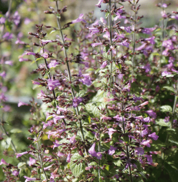 Wald-Bergminze Gottfried Kühn (Clinopodium menthifolia; Calamintha menthifolia Gottfried Kühn)