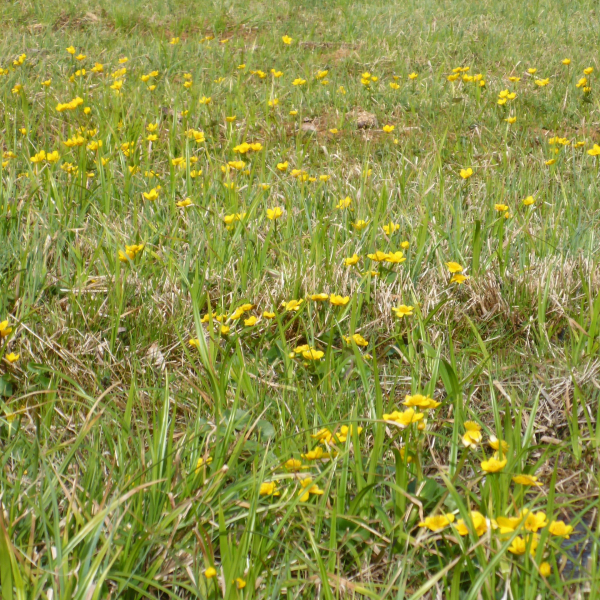 Sumpf-Dotterblume (Caltha palustris)