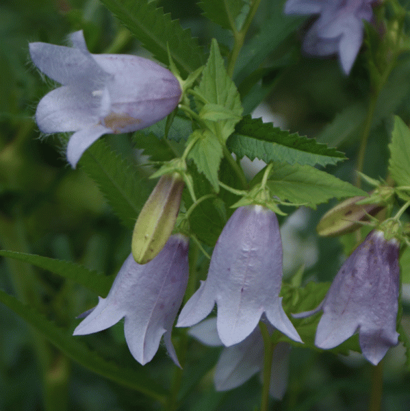 Glockenblume Swannables (Campanula Hybride Swannables)