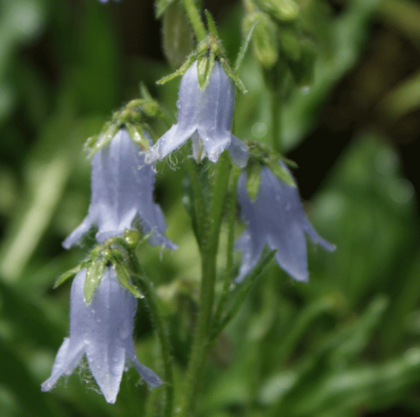 Bärtige Glockenblume (Campanula barbata)
