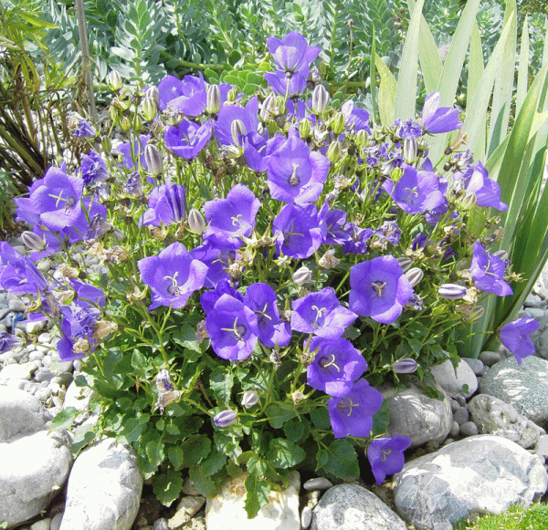 Karpaten-Glockenblume Blaue Clips (Campanula carpatica Blaue Clips)