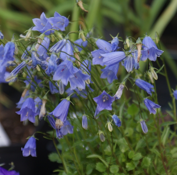 Zwerg-Glockenblume Seeshaupt (Campanula cochlearifolia Seeshaupt)