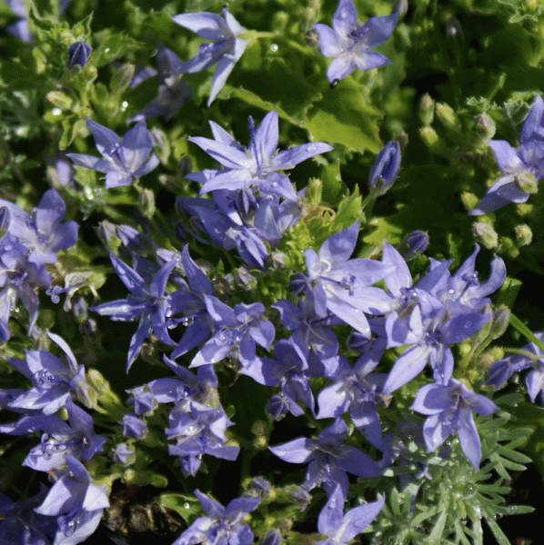 Stern-Polster-Glockenblume (Campanula garganica)