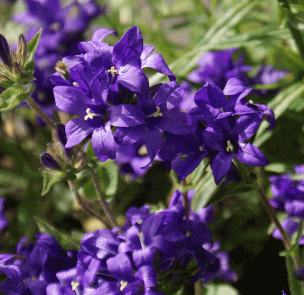 Knäul-Glockenblume Joan Elliot (Campanula glomerata)