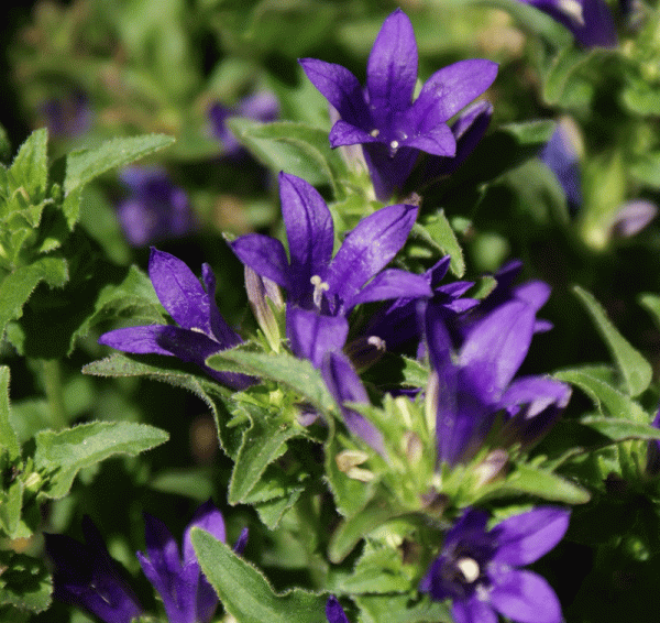 Knäul-Glockenblume Acaulis (Campanula glomerata Acaulis)