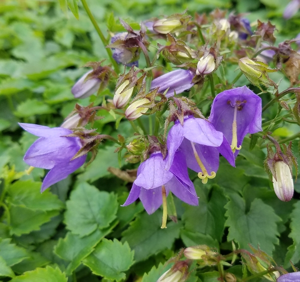 Transkaukasische Glockenblume (Campanula kemulariae)