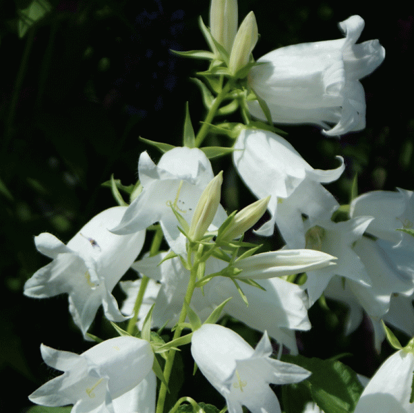 Wald-Glockenblume Alba (Campanula latifolia Alba)