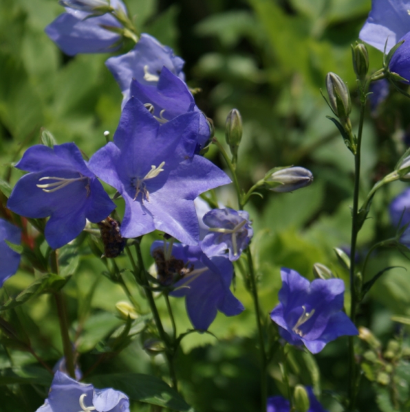 Pfirsichblättrige Glockenblume Grandiflora (Campanula persicifolia Grandiflora)