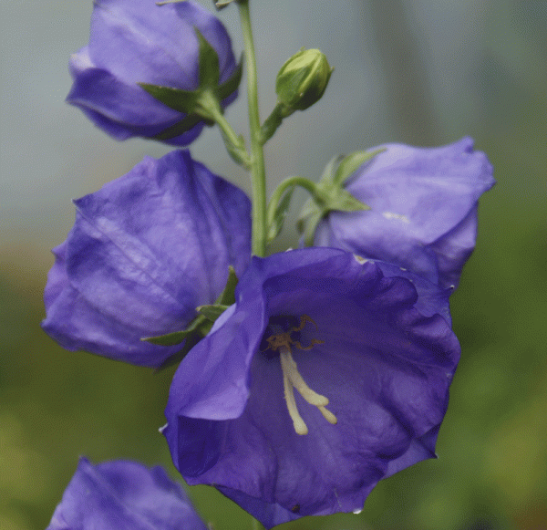 Pfirsichblättrige-Glockenblume Blue Bloomers (Campanula persicifolia )