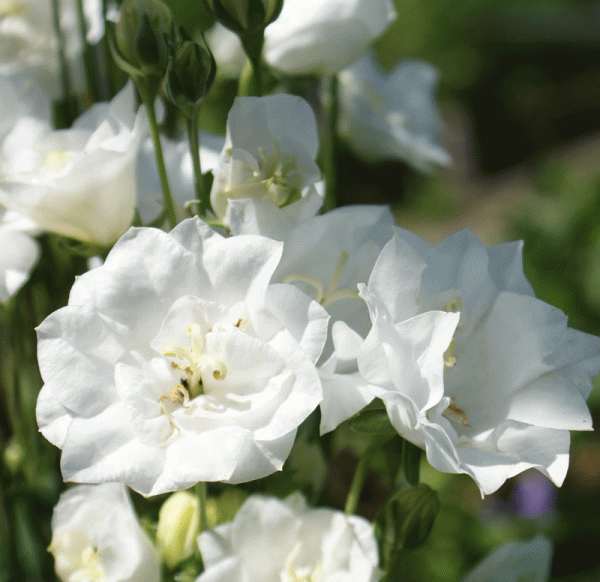 Pfirsichblättrige-Glockenblume Moerheimii (Campanula persicifolia)