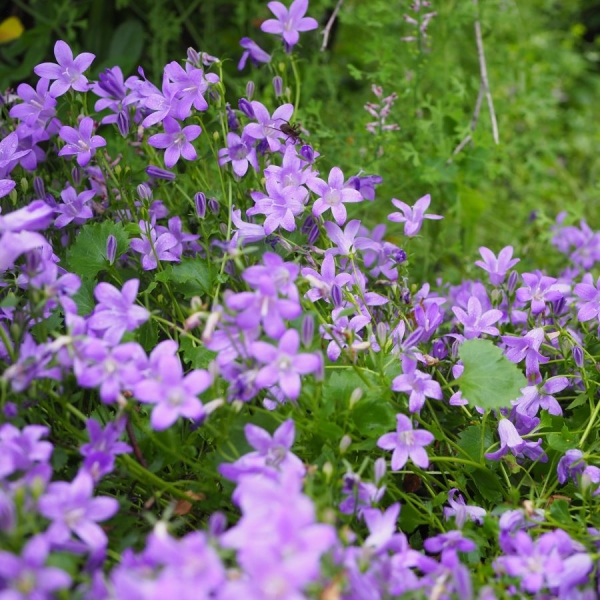 Teppich-Glockenblume Resholt (Campanula portenschlagiana Resholt)