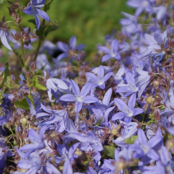 Hängepolster-Glockenblume Freya (Campanula poscharskyana Freya)