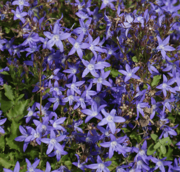 Hängepolster-Glockenblume Stella (Campanula poscharskyana Stella)