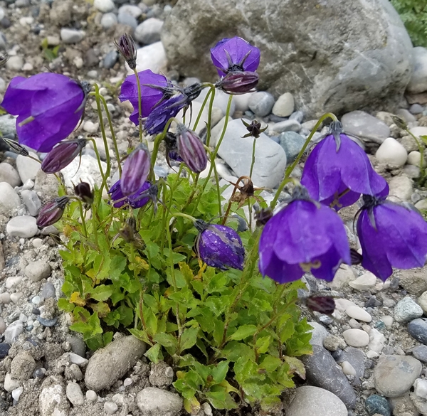 Wilson-Glockenblume G. F. Wilson (Campanula pulloides G. F. Wilson)