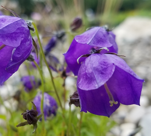 Wilson-Glockenblume G. F. Wilson (Campanula pulloides G. F. Wilson)