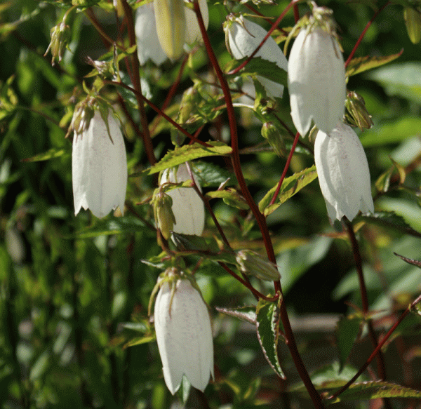 Punktierte Glockenblume 99 Luftballons (Campanula punctata)