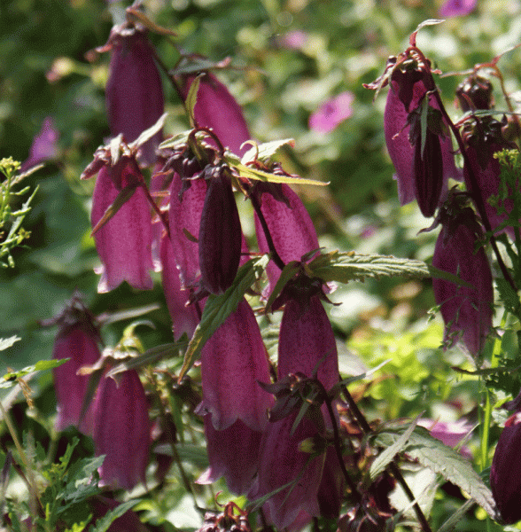 Punktierte Glockenblume Beetroot (Campanula punctata)