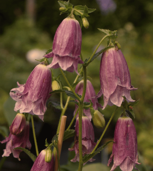 Punktierte Glockenblume Drachenblut (Campanula punctata)