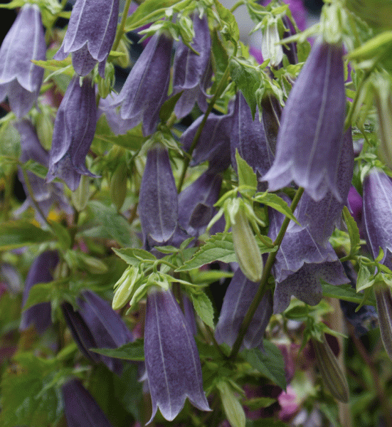 Punktierte Glockenblume Moorgeist (Campanula punctata Moorgeist)