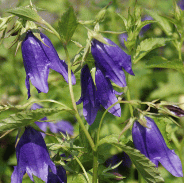 Punktierte Glockenblume Kent Belle (Campanula punctata)