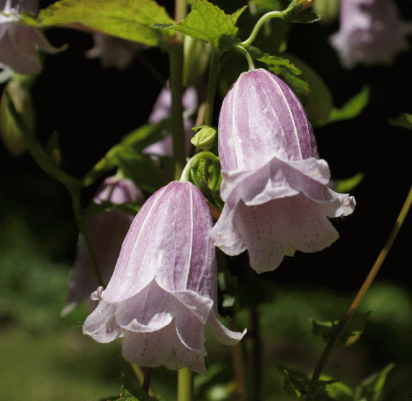 Punktierte Glockenblume Troll (Campanula punctata)