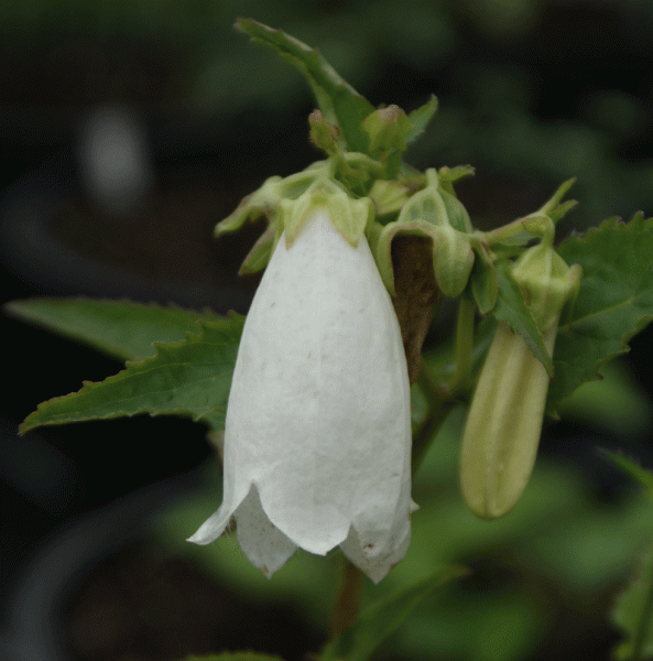 Punktierte Glockenblume Weißer Turm (Campanula punctata)