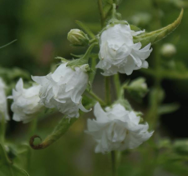 Nesselblättrige Glockenblume Alba Plena (Campanula trachelium)