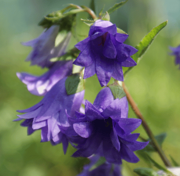 Nesselblättrige-Glockenblume Bernice (Campanula trachelium)