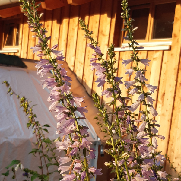 Filz-Glockenblume, Bologneser Glockenblume (Campanula bononiensis)