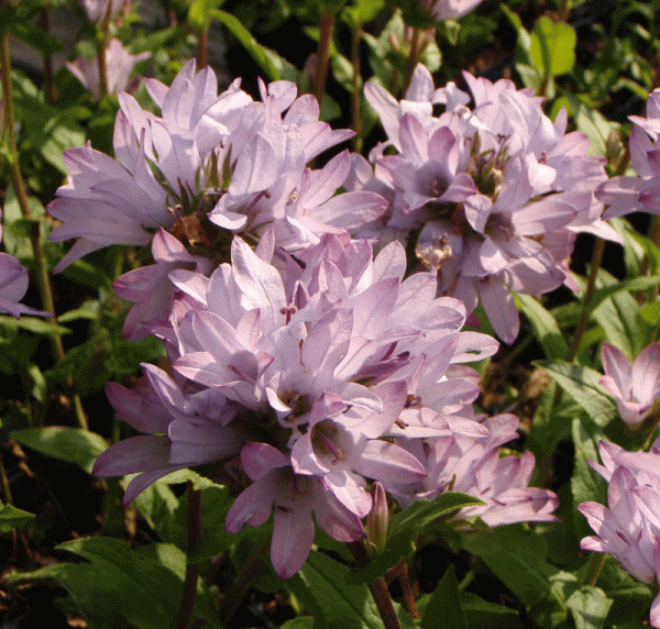 Knäul-Glockenblume Caroline (Campanula glomerata Caroline)