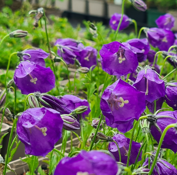 Wilson-Glockenblume G. F. Wilson (Campanula pulloides G. F. Wilson)