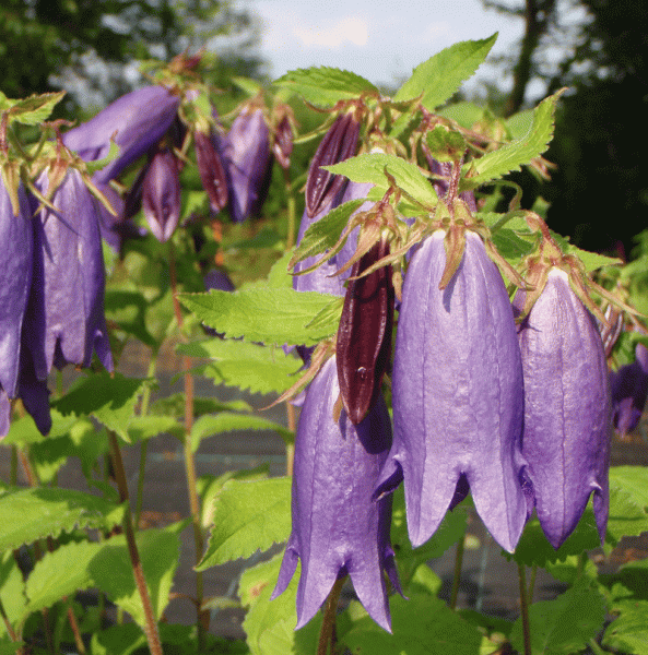 Punktierte Glockenblume Sarastro (Campanula punctata)