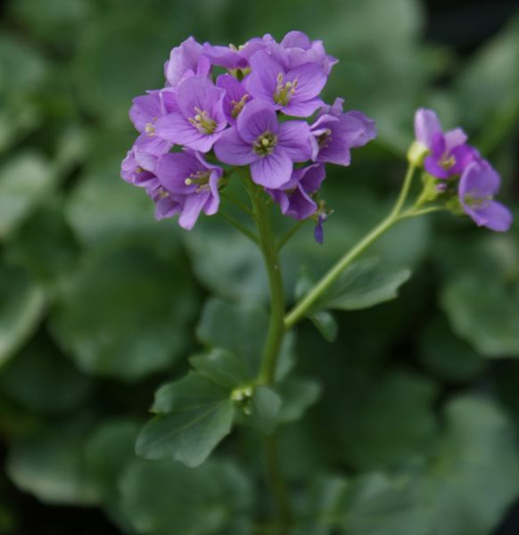 Schaumkraut (Cardamine raphanifolia)