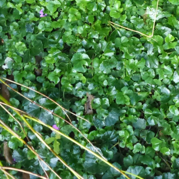 Kleeblättriges Schaumkraut (Cardamine trifolia)