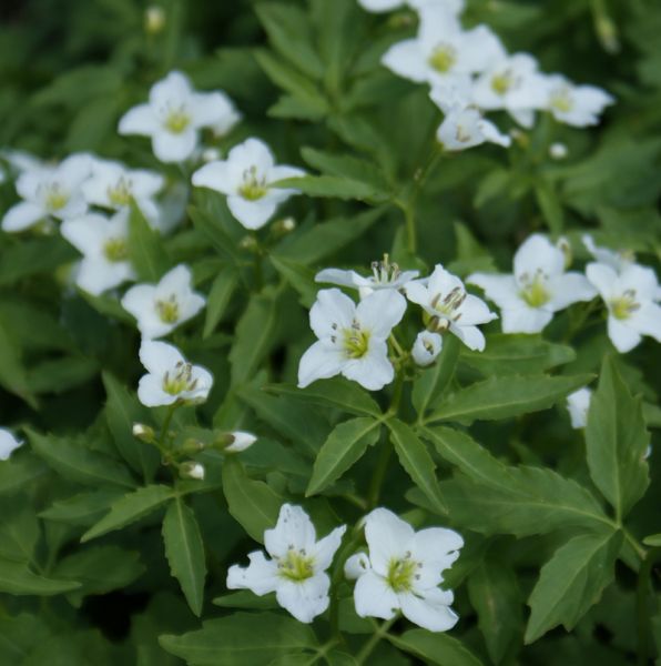 Schaumkraut, Save-Zahnwurz (Cardamine waldsteinii)