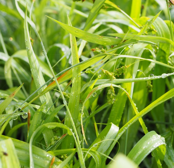 Blaugrüne Segge (Carex laxiculmis Bunny Blue)